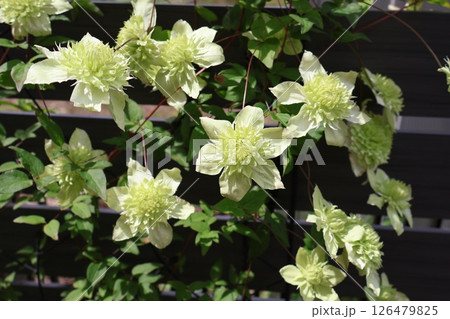 クレマチスの白万重が咲いた 126479825