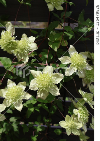 クレマチスの白万重が咲いた 126479826