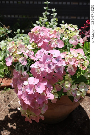 紫陽花ラグランジアの寄せ植え 紫陽花ラグランジアの寄せ植え 126479829