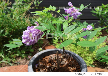 紫色の花を咲かせたアメリカフジ 紫色の花を咲かせたアメリカフジ 126479832