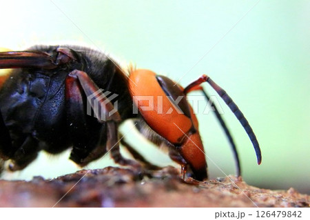 春の女王蜂 126479842