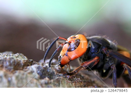 春の女王蜂 126479845