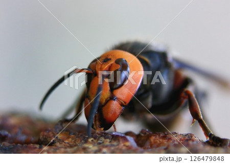 春の女王蜂 126479848