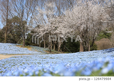 ぎふワールドローズガーデンの満開のネモフィラと桜＜岐阜県可児市＞ 126479984