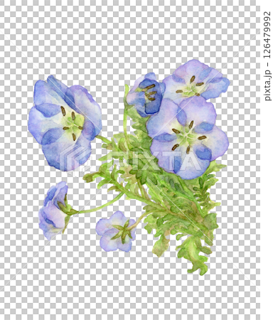 Watercolor illustration of nemophila 126479992