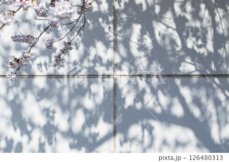 綺麗に咲いた桜の花 ソメイヨシノ 126480313