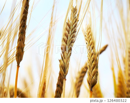 ビール麦 ビール麦 126480322