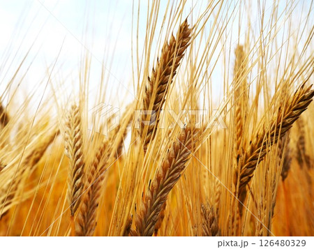 ビール麦 ビール麦 126480329