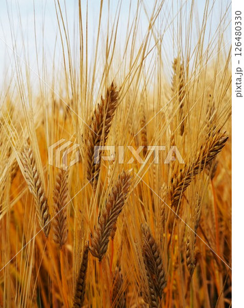 ビール麦 ビール麦 126480330