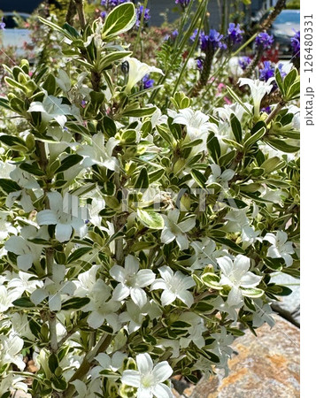 春　満開のハクチョウゲ 126480331