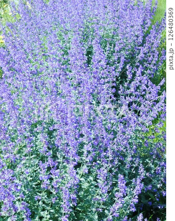 5月になると紫のネペタ系の花が咲きほこりミツバチの羽音が鳴りやまない 126480369