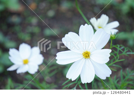 白が際立つコスモスの花 白が際立つコスモスの花 126480441