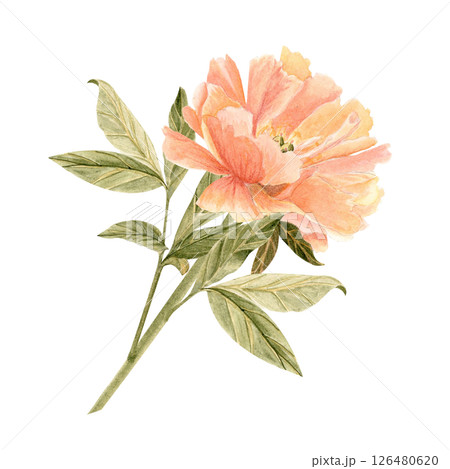 Delicate peony flower with stem in soft peach tones watercolor illustration. Hand-painted with high detail, perfect for wedding invitations, branding, packaging, fabric design cards. Coral charm color Delicate peony flower with stem in soft peach tones watercolor illustration. Hand-painted with high detail, perfect for wedding invitations, branding, packaging, fabric design cards. Coral charm color 126480620