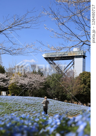 ぎふワールドローズガーデンの満開のネモフィラと桜と展望台(花のタワー)<岐阜県可児市> ぎふワールドローズガーデンの満開のネモフィラと桜と展望台(花のタワー)<岐阜県可児市> 126480717