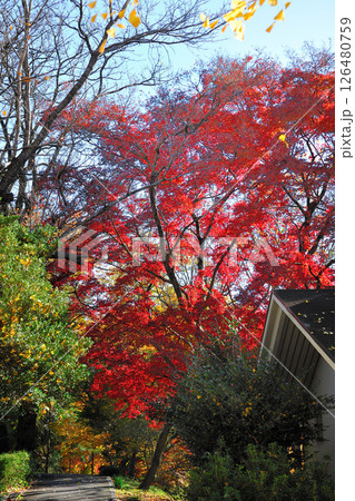 牧野ヶ池緑地の紅葉 126480759