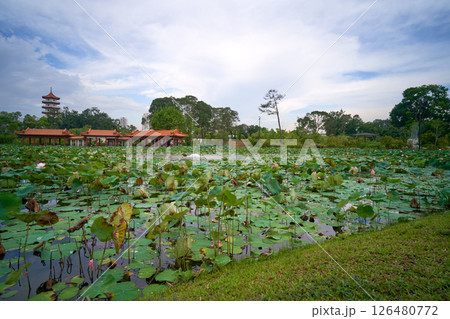 landscape of the Chinese Garden lily pond 126480772