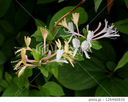 スイカズラの花々(白と黄色の花とピンクのつぼみをつけたキンギンカ) スイカズラの花々(白と黄色の花とピンクのつぼみをつけたキンギンカ) 126480830