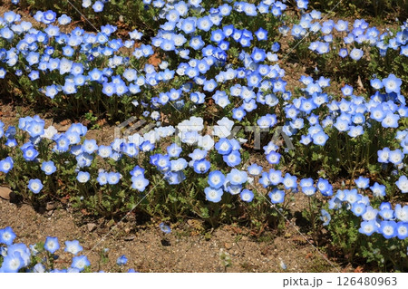 岐阜県のぎふワールドローズガーデンで撮影された、春の野原一面に咲くネモフィラの柔らかなクローズアップ 岐阜県のぎふワールドローズガーデンで撮影された、春の野原一面に咲くネモフィラの柔らかなクローズアップ 126480963