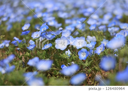 岐阜県のぎふワールドローズガーデンで撮影された、春の野原一面に咲くネモフィラの柔らかなクローズアップ 岐阜県のぎふワールドローズガーデンで撮影された、春の野原一面に咲くネモフィラの柔らかなクローズアップ 126480964