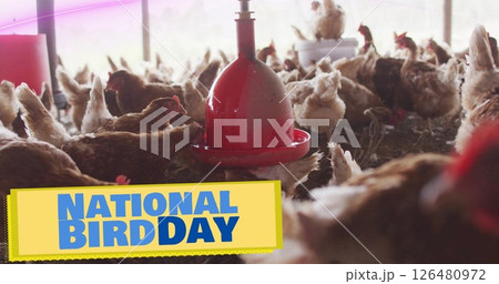 Image of national bird text over chicken in pen Image of national bird text over chicken in pen 126480972