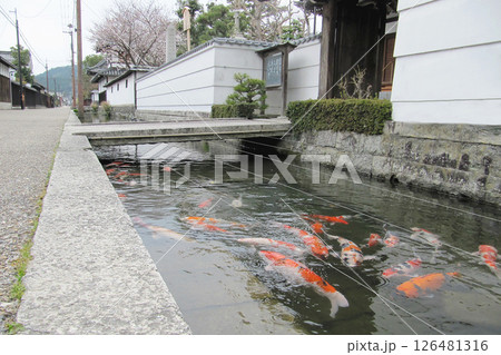 滋賀県:五箇荘/鯉が泳ぐ川がある町並み/東近江市五個荘 滋賀県:五箇荘/鯉が泳ぐ川がある町並み/東近江市五個荘 126481316
