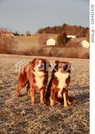 Two brown and white dogs are standing in a field 126481426
