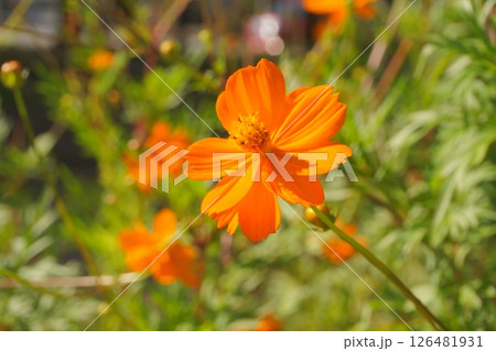 オレンジ色の花　キバナコスモス 126481931
