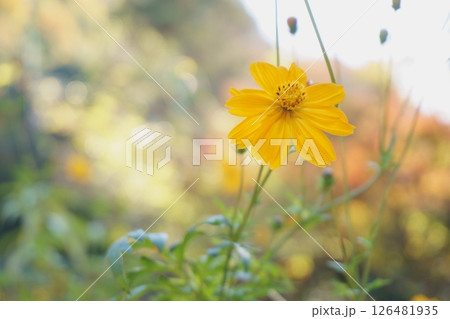 オレンジ色の花 キバナコスモス オレンジ色の花 キバナコスモス 126481935