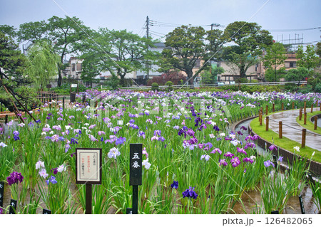 東京都　堀切菖蒲園　ほりきり葛飾菖蒲まつり 126482065