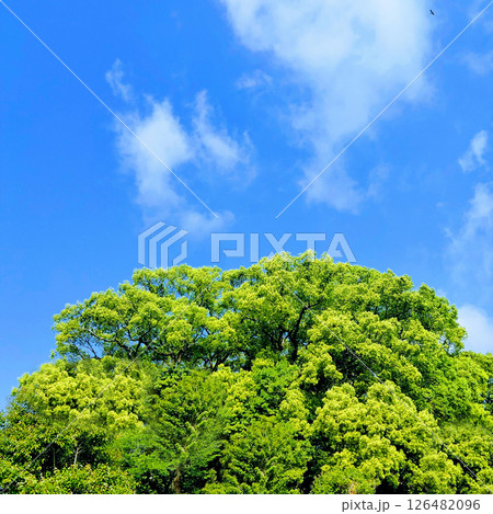 青空と鮮やかな新緑の大樹の背景 青空と鮮やかな新緑の大樹の背景 126482096