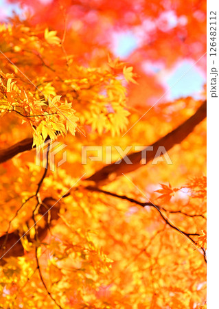 秋　紅葉 126482112