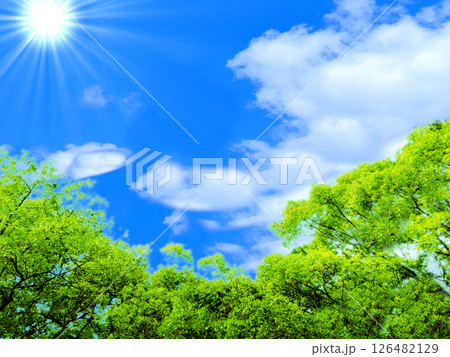 木々と快晴の空と太陽光の風景 木々と快晴の空と太陽光の風景 126482129