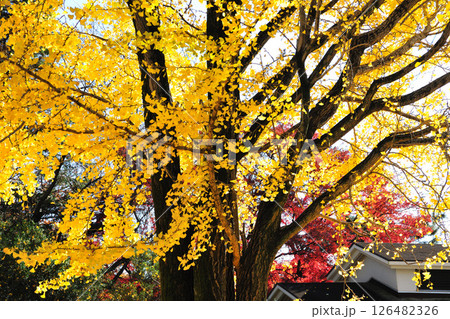 牧野ヶ池緑地の紅葉 126482326