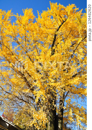 牧野ヶ池緑地の紅葉 牧野ヶ池緑地の紅葉 126482620