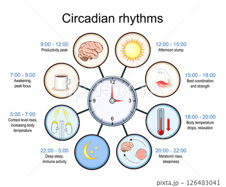 Circadian rhythm. Biological Clock. 126483041