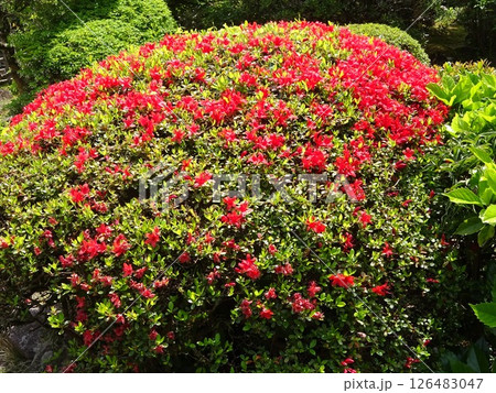 赤いツツジの花 赤いツツジの花 126483047