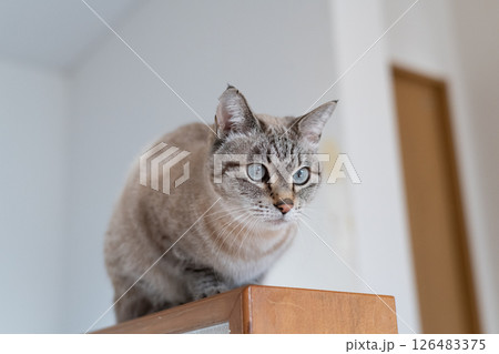 見つめる猫　シャムトラ猫 126483375