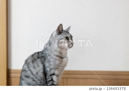 見つめる猫 サバトラ猫 見つめる猫 サバトラ猫 126483378