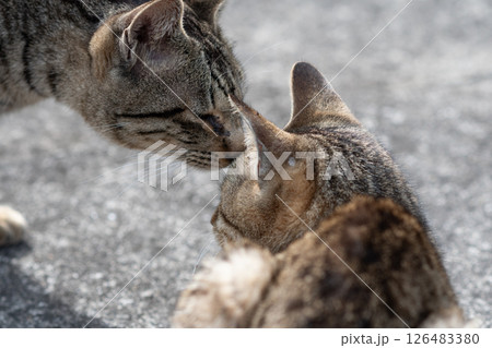 触れ合う二匹の猫 126483380
