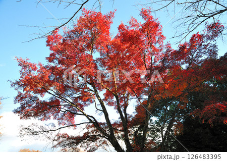 牧野ヶ池緑地の紅葉 126483395