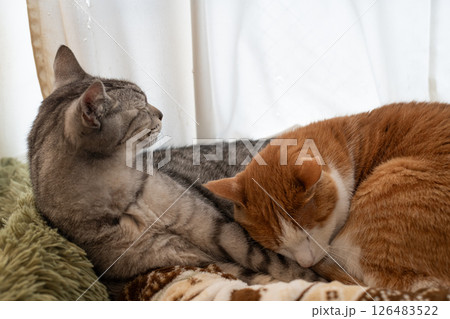 窓辺で眠る二匹の猫 窓辺で眠る二匹の猫 126483522