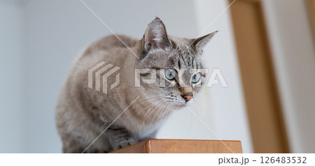 見つめる猫　シャムトラ猫 126483532