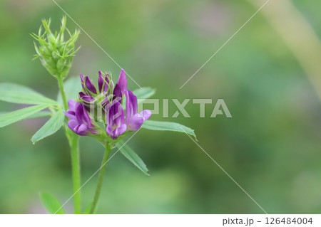 アルファルファの花 126484004