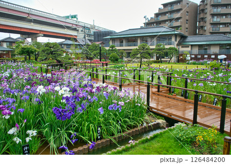 東京都 堀切菖蒲園 ほりきり葛飾菖蒲まつり 東京都 堀切菖蒲園 ほりきり葛飾菖蒲まつり 126484200