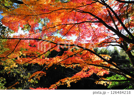 牧野ヶ池緑地の紅葉 牧野ヶ池緑地の紅葉 126484218
