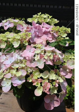 二年目の紫陽花ラグランジアオーロランジュ 二年目の紫陽花ラグランジアオーロランジュ 126484821