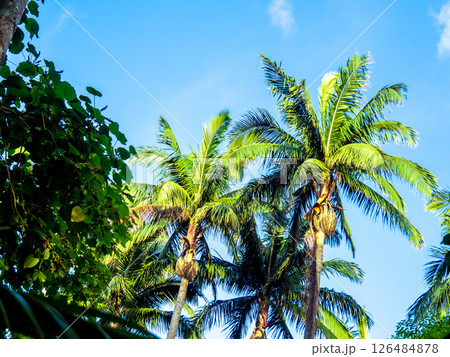 石垣島・米原のヤエヤマヤシ群落（沖縄県石垣市） 126484878