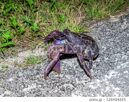 竹富島のヤシガニ(沖縄県竹富町) 竹富島のヤシガニ(沖縄県竹富町) 126484885