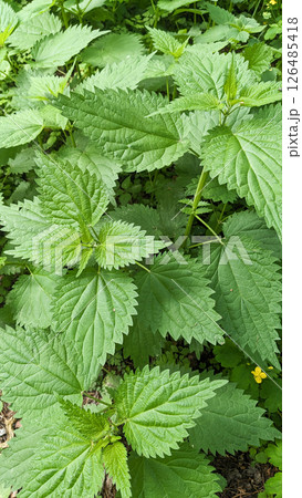 Nettle, clinically recognized medicinal and nutritional herb Nettle, clinically recognized medicinal and nutritional herb 126485418