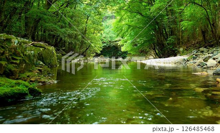 新緑鮮やかな川の水面 新緑鮮やかな川の水面 126485468